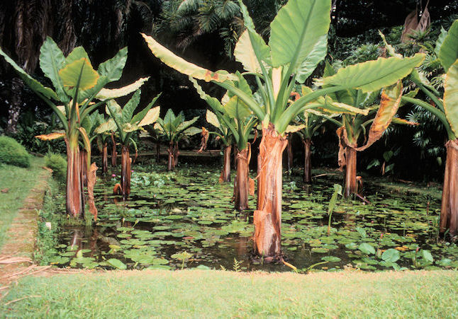 Seychellen 1999-030.jpg